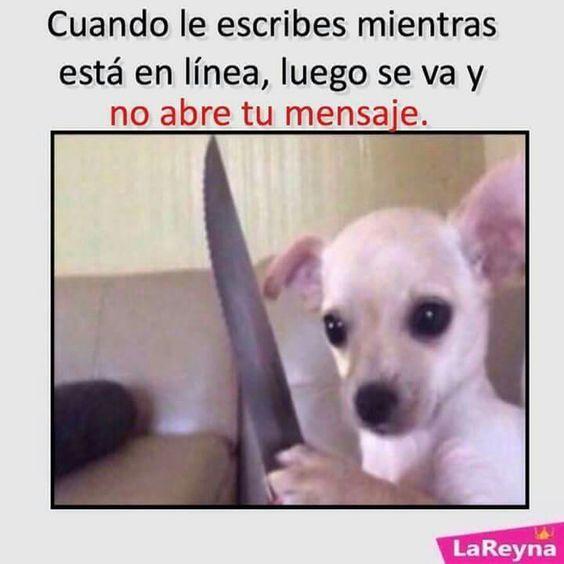 meme de chihuahuas 21