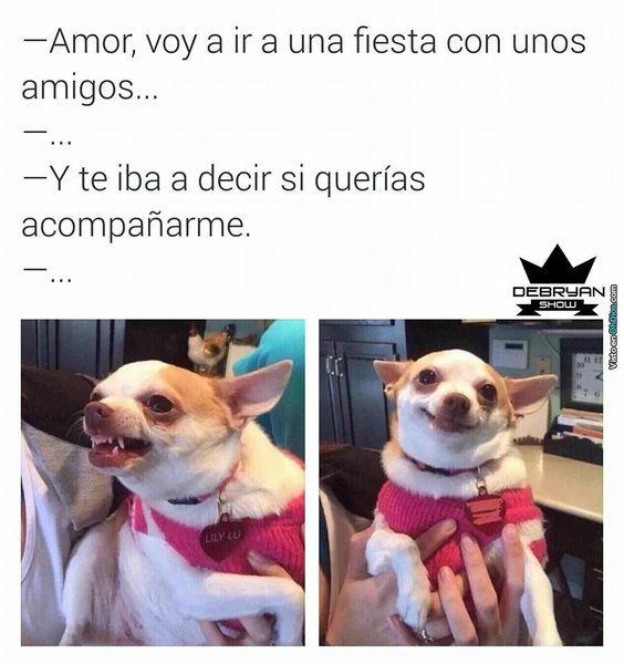 meme de chihuahuas 23