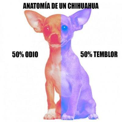 meme de chihuahuas 24