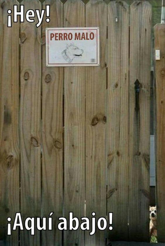 meme de chihuahuas 25