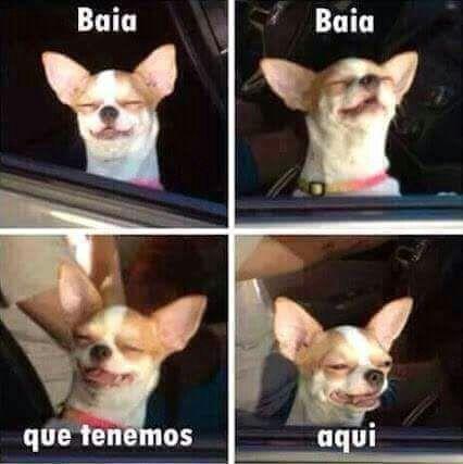 meme de chihuahuas 26