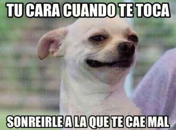 meme de chihuahuas 3