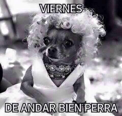 meme de chihuahuas 4