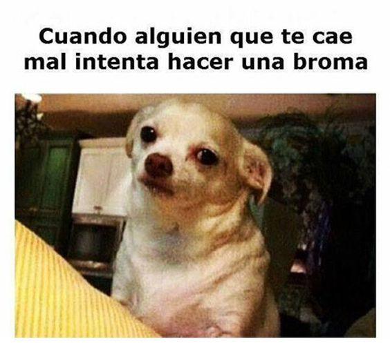 meme de chihuahuas 5
