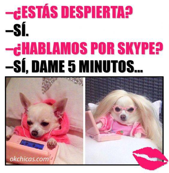 meme de chihuahuas 6