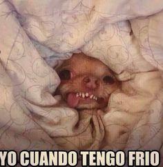 meme de chihuahuas 7