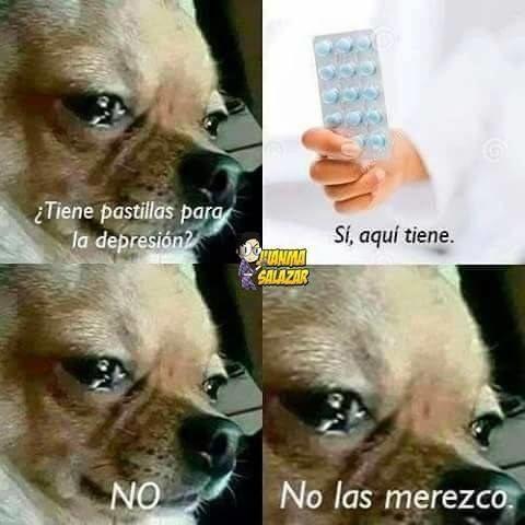 meme de chihuahuas 8