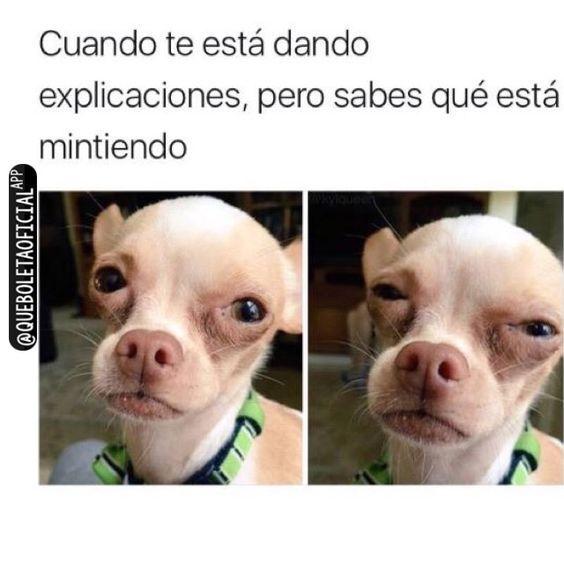 meme de chihuahuas 9