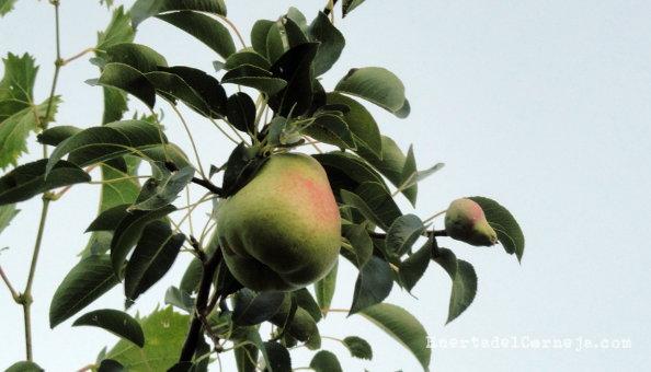 Pera limonera en peral abandonado