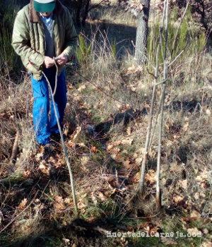 Buscando patrones de peral