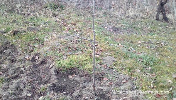 Patrón podado y plantado en la huerta