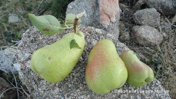 Peras limoneras autóctonas