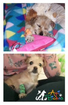 Nuestro fin solidario: Mougli