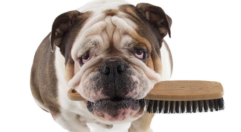 5 trucos para cuidar el pelo de tu perro | Best for Pets