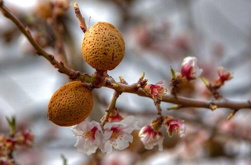 Almendro