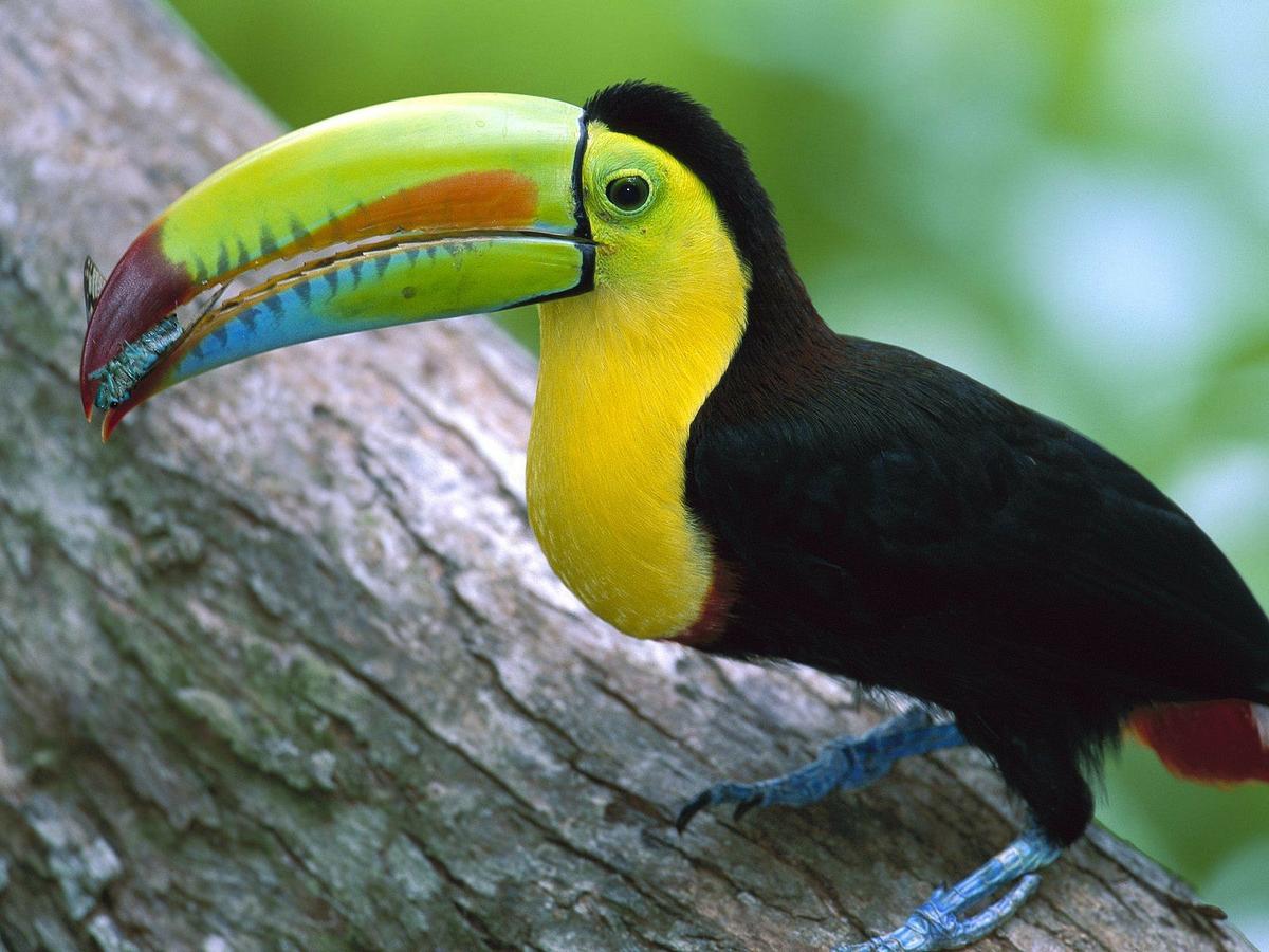 tucan aves exoticas
