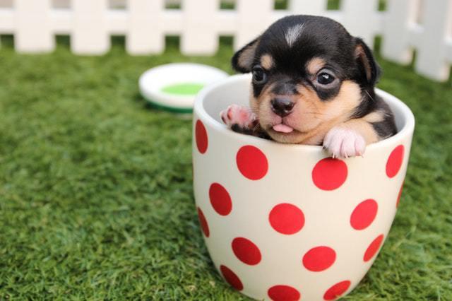 Chihuahua en taza de té como cuidar tu perro