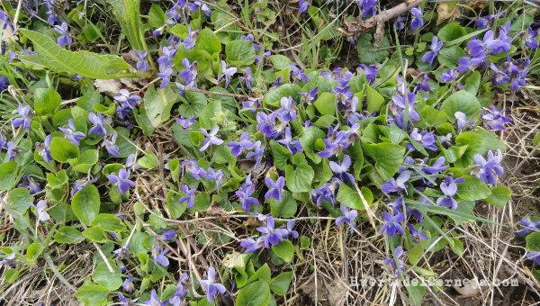 Violetas silvestres | Plantas