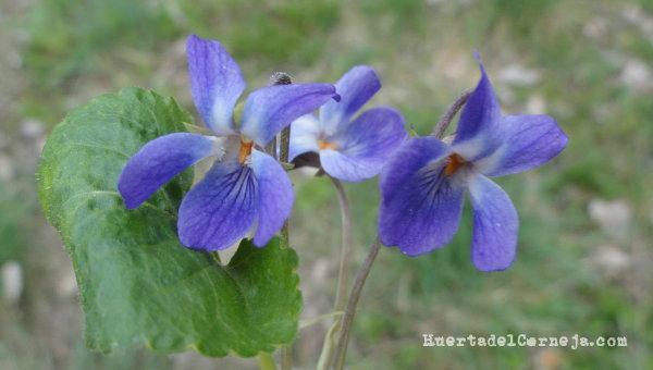 Violetas silvestres | Plantas