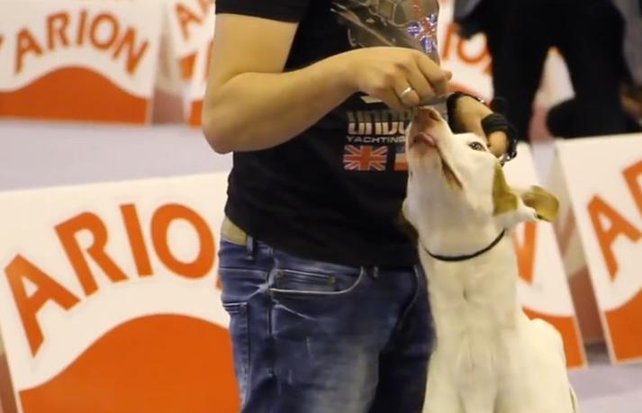 100x100 Mascotas - Madrid - abuso animal