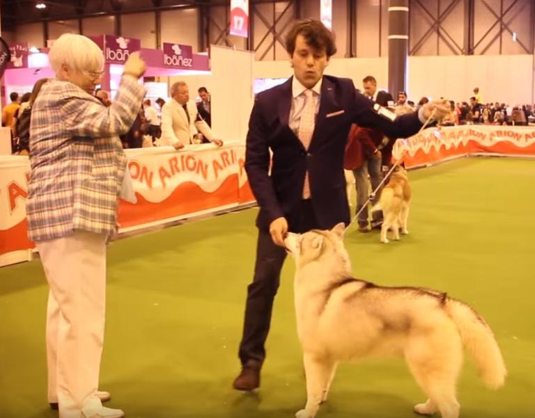 100x100 Mascotas - Madrid - abuso animal