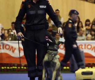 100x100 Mascotas - Madrid - abuso animal