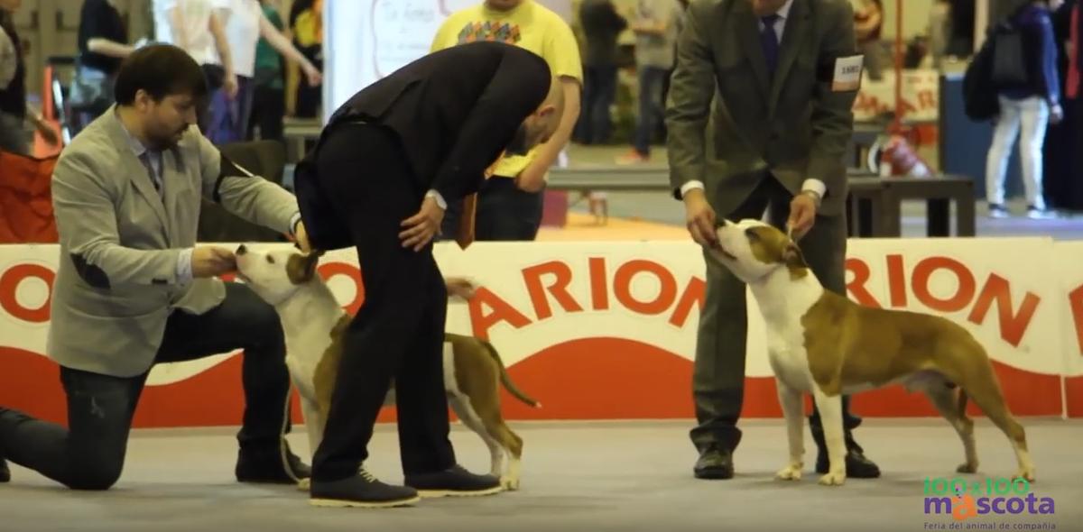 100x100 Mascotas - Madrid - abuso animal