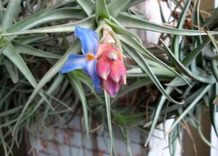 las flores del clavel del aire son una de las partes que se aprovechan en la medicina natural, como flores de Bach