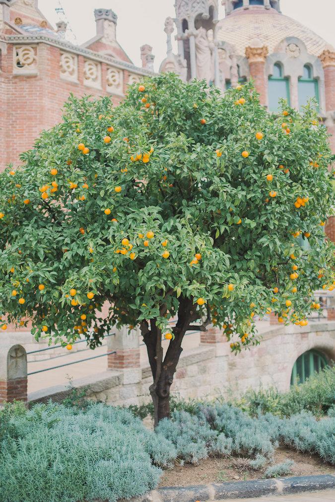 vintage barcelona romance