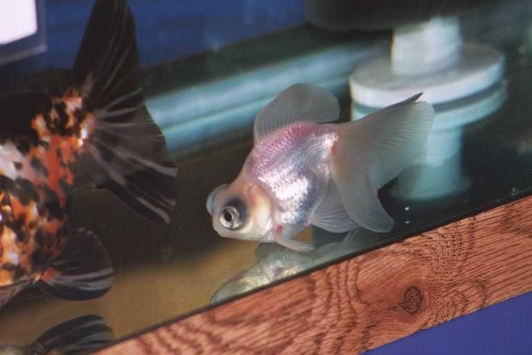 pez telescopio, white telescope