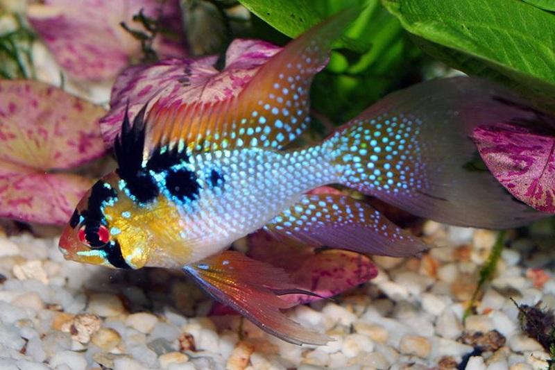 pez ramirezi, Microgeophagus Ramirezi, acuario