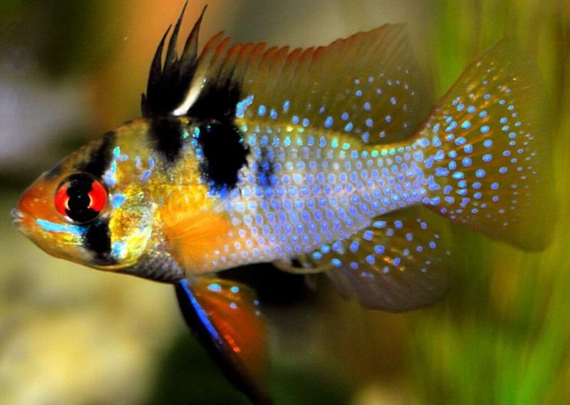 pez ramirezi, Microgeophagus Ramirezi