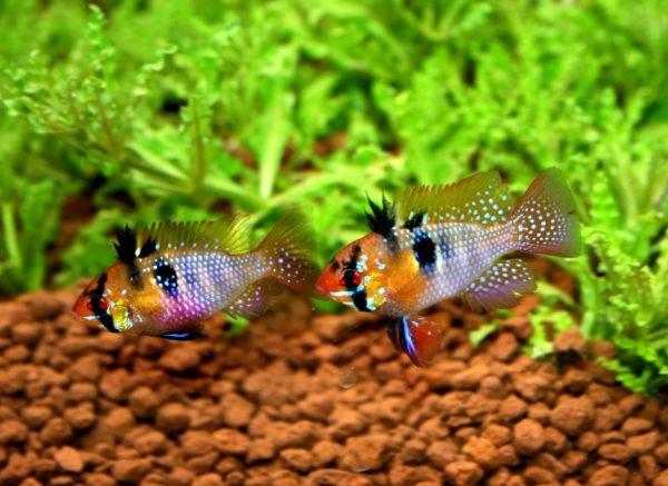pez ramirezi, Microgeophagus Ramirezi, pareja