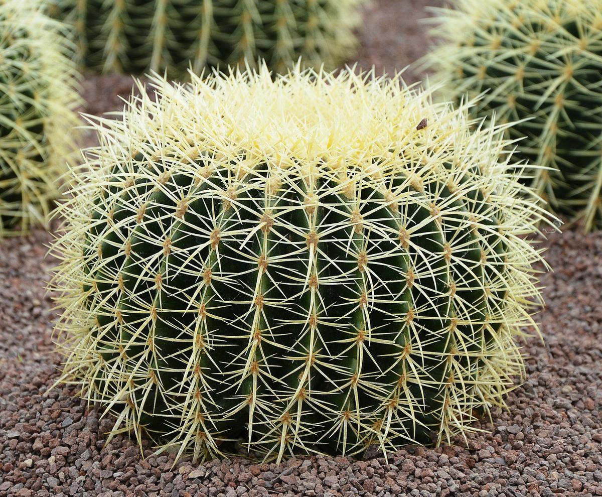 Echinocactus grussonii