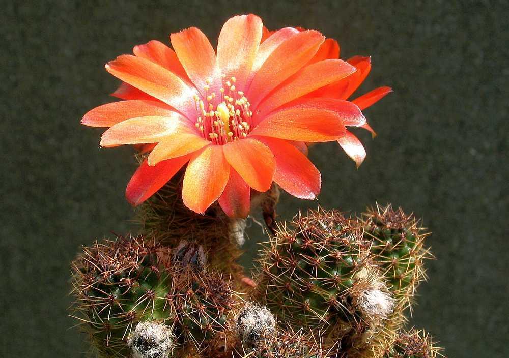Rebutia brunneoradicata