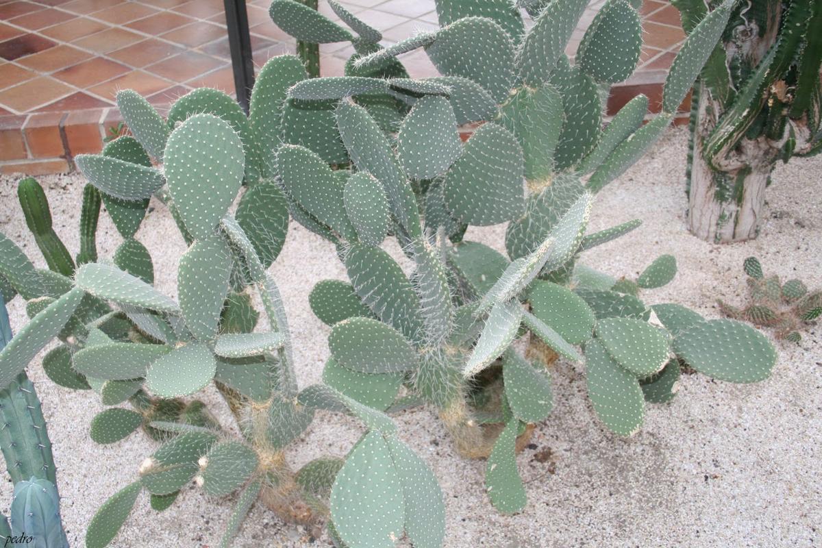 Opuntia leucotricha