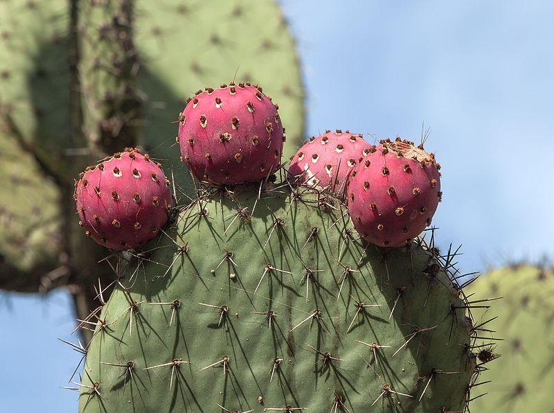 Opuntia streptacantha