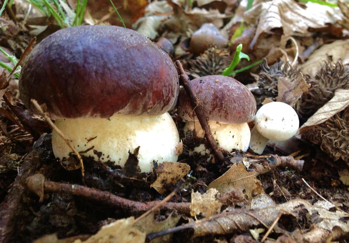 2482. 21587057_10211375601798172_8075541392349820132_o