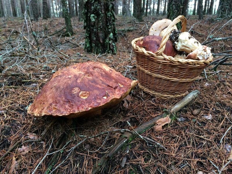 boletus-pinicola de record