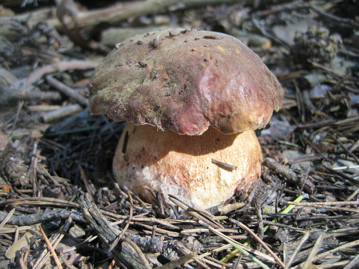 Boletus pinicola 23062007