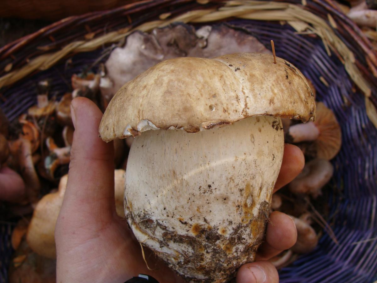 BOLETUS PINICOLA (1)
