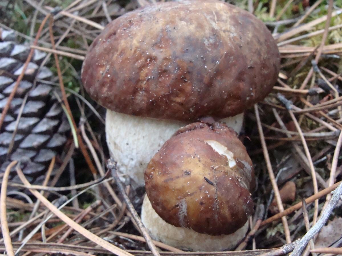 BOLETUS PINICOLA (2)