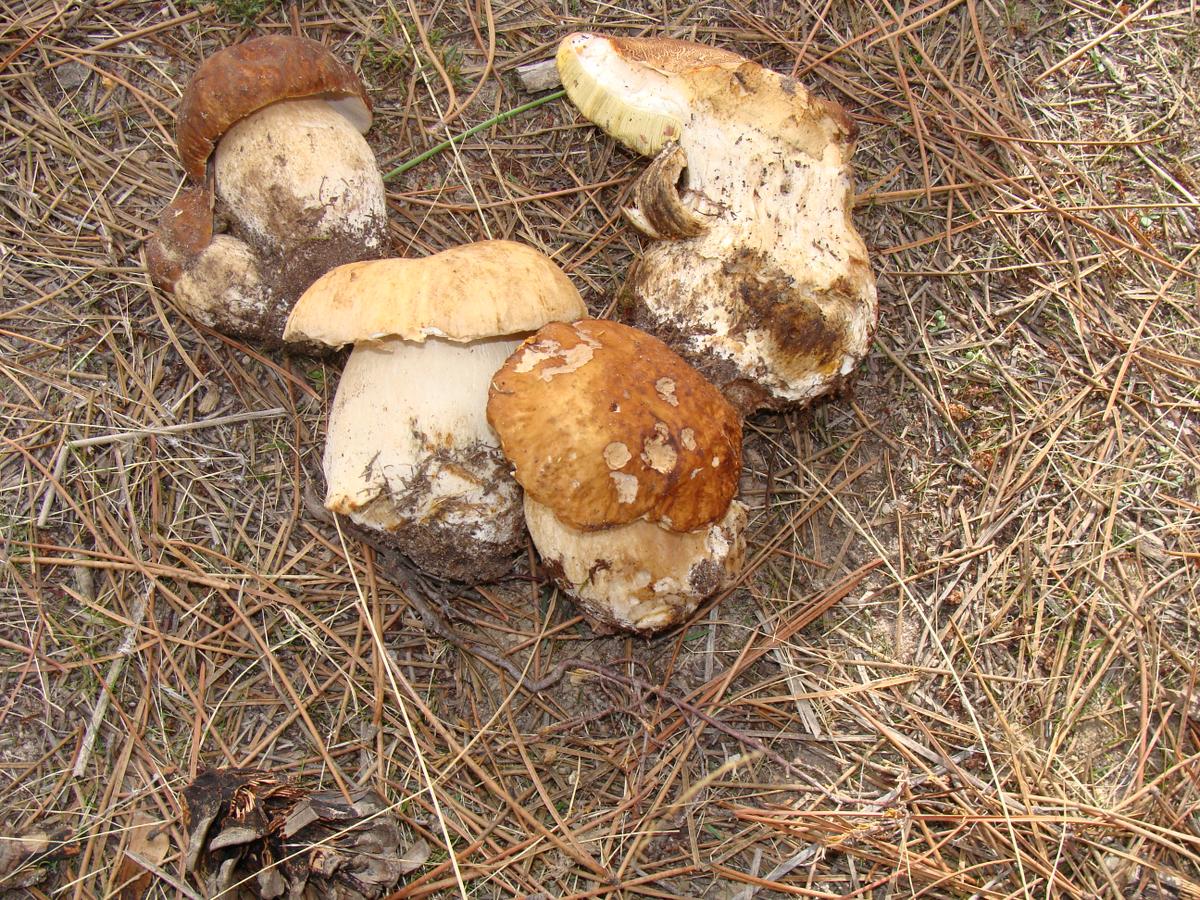 BOLETUS PINICOLA