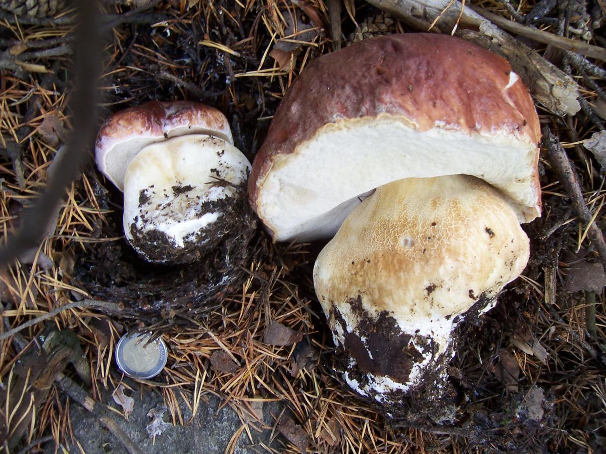cepe_des_pins_boletus_pinicola