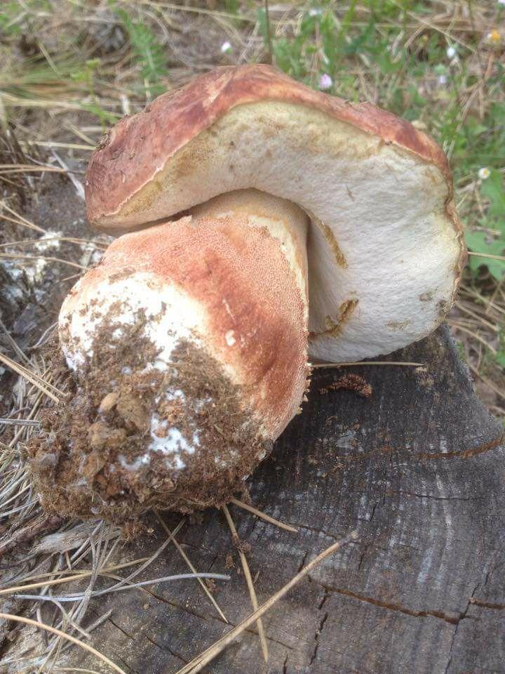 3263. 18622196_1480915978638538_5200765844976930244_n