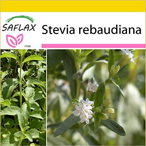 SAFLAX - Set de cultivo - Hierba dulce - 100 semillas - Stevia rebaudiana