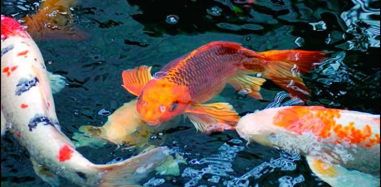 pez carpa, cyprinus carpio en estanque