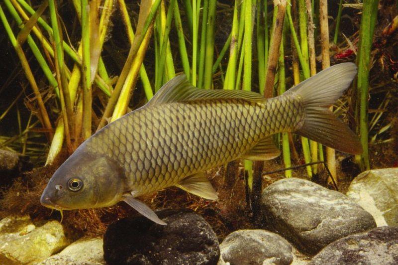 pez carpa, Cyprinus Carpio