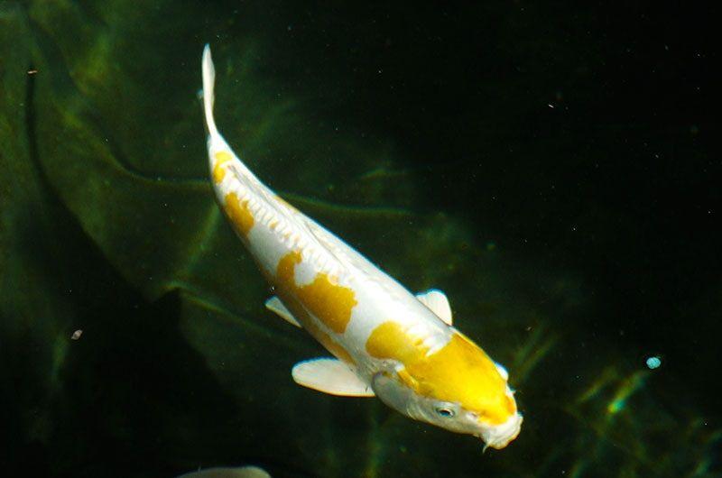 pez carpa, Cyprinus Carpio, carpa koi