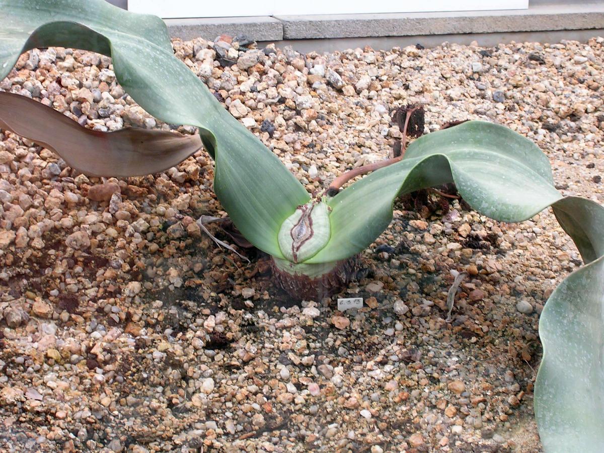 Welwitschia mirabilis